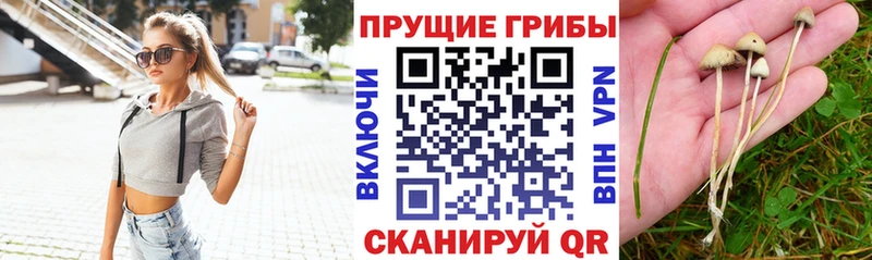 Псилоцибиновые грибы Psilocybine cubensis  Купить где  Кодинск 